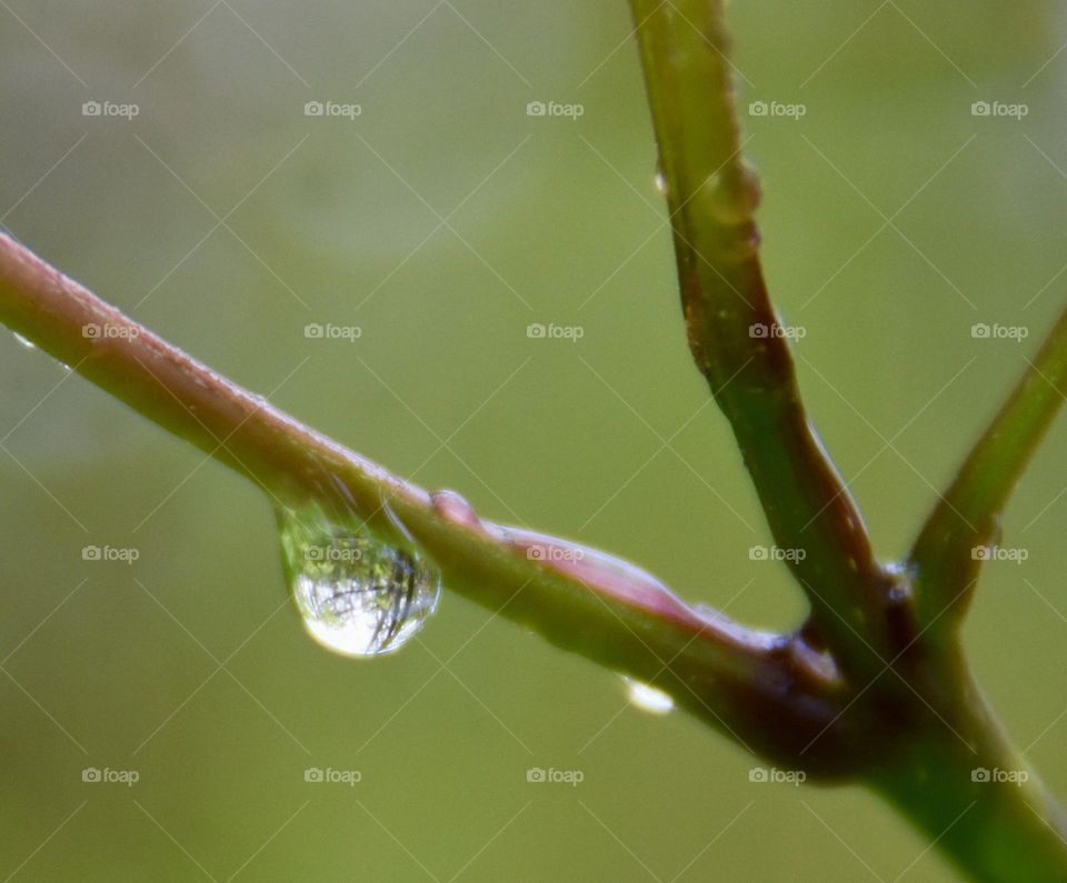 Raindrop on a small branch during a rainy spring day