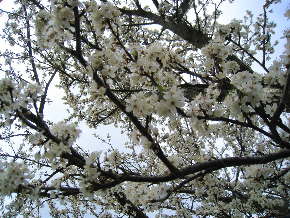 Flowers withe outdoor day natur