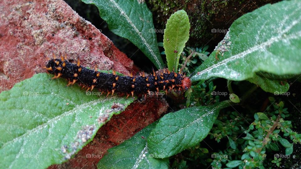 Caterpillars crawling on a mossy rock.
