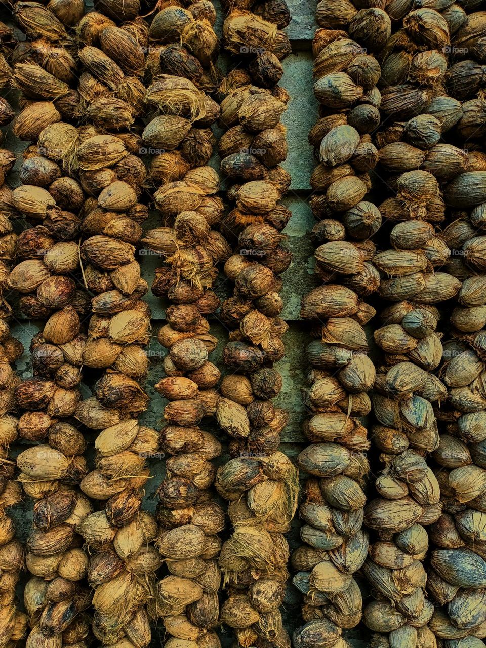 Areca nut or betel nut is dried to be sold in the market