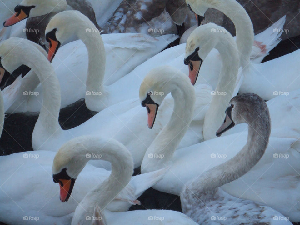 So many swans