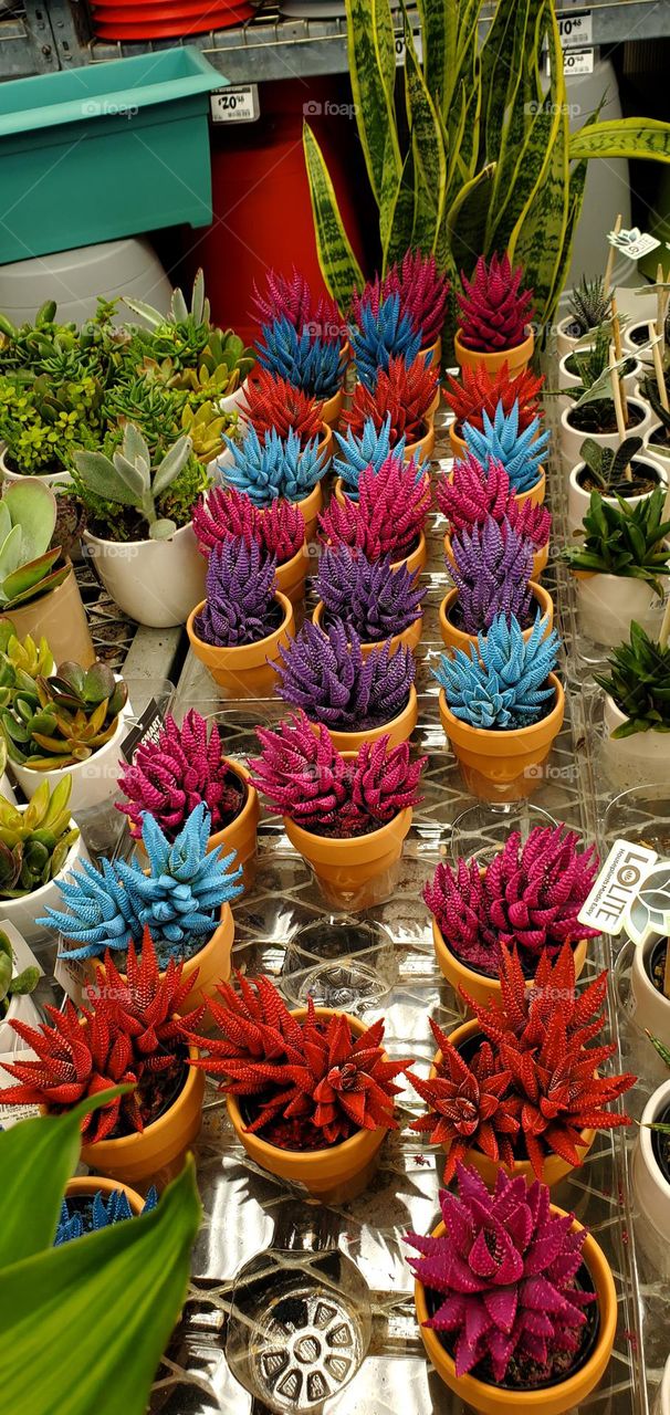 Zebra Plants - Haworthia in red, pink, blue & purple giving a bit of color for spring