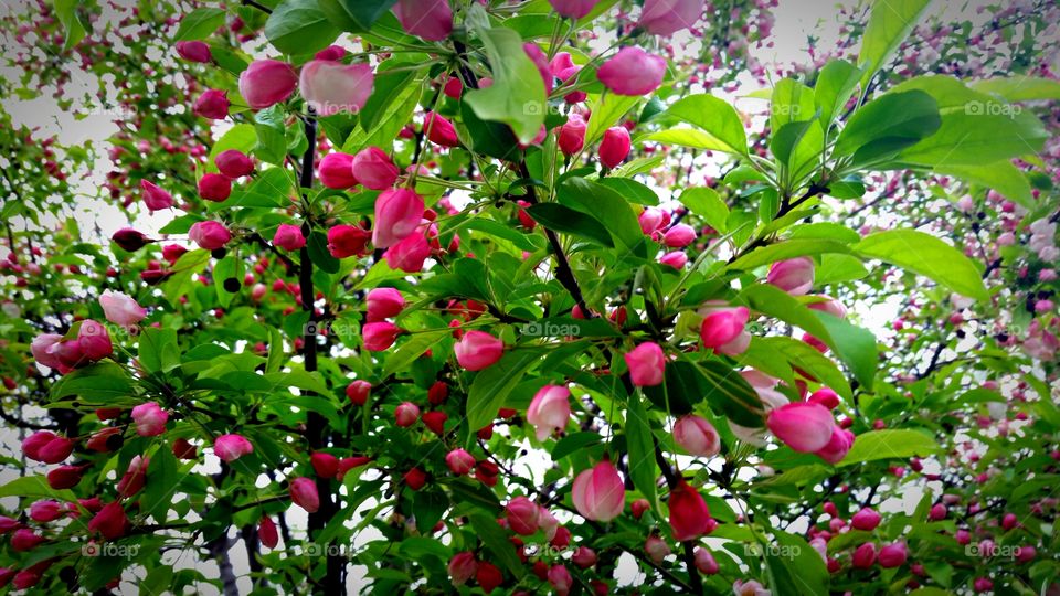 Beautiful Crab Apple Blossoms/Buds
