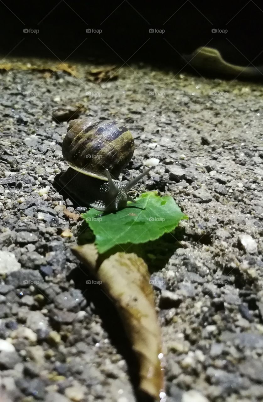 Snail at dinner