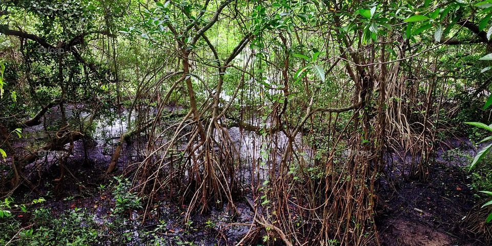 trees and mangroves in a forest with a pond