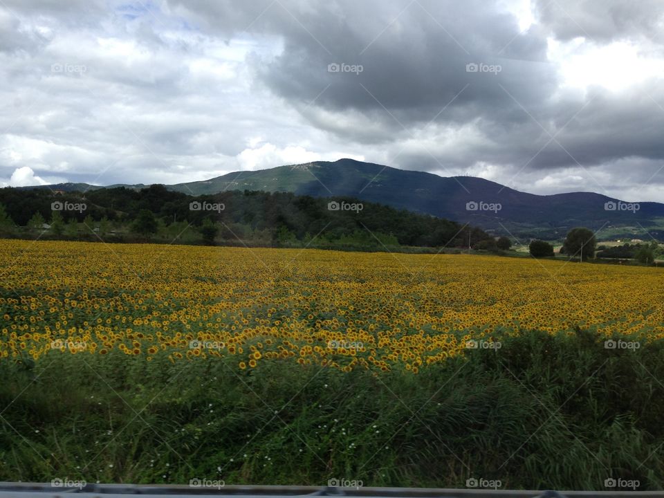 Sunflower Fields