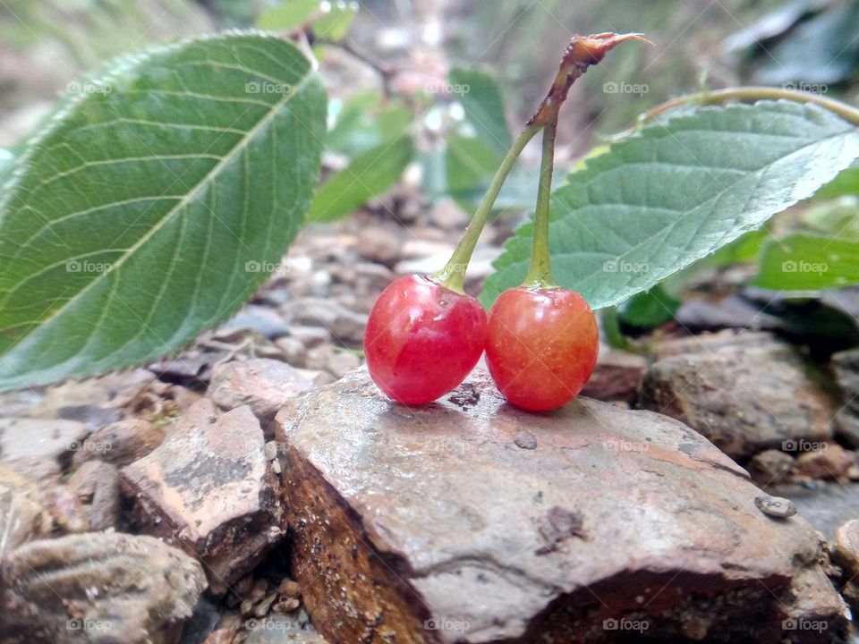 red cherry
