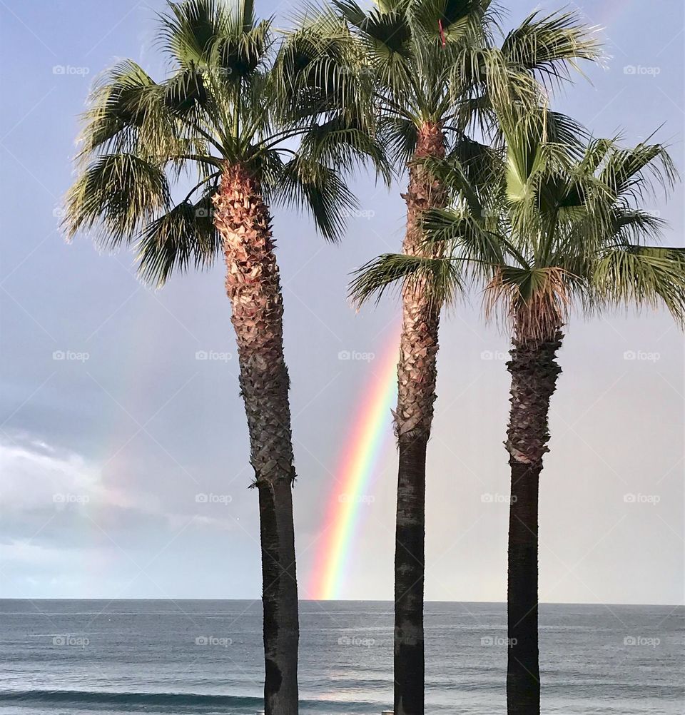 Rainbow In Palm Trees (mmcook33)