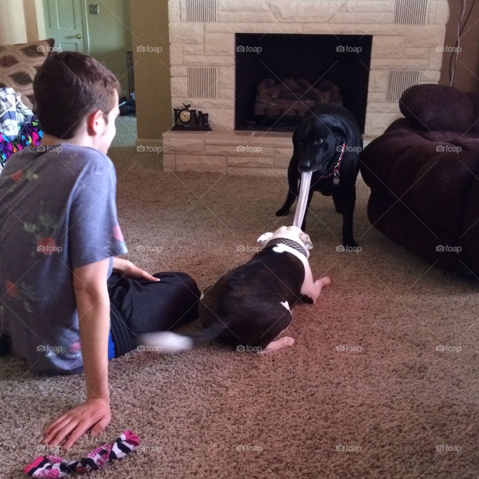 2 dogs playing tug-o-war