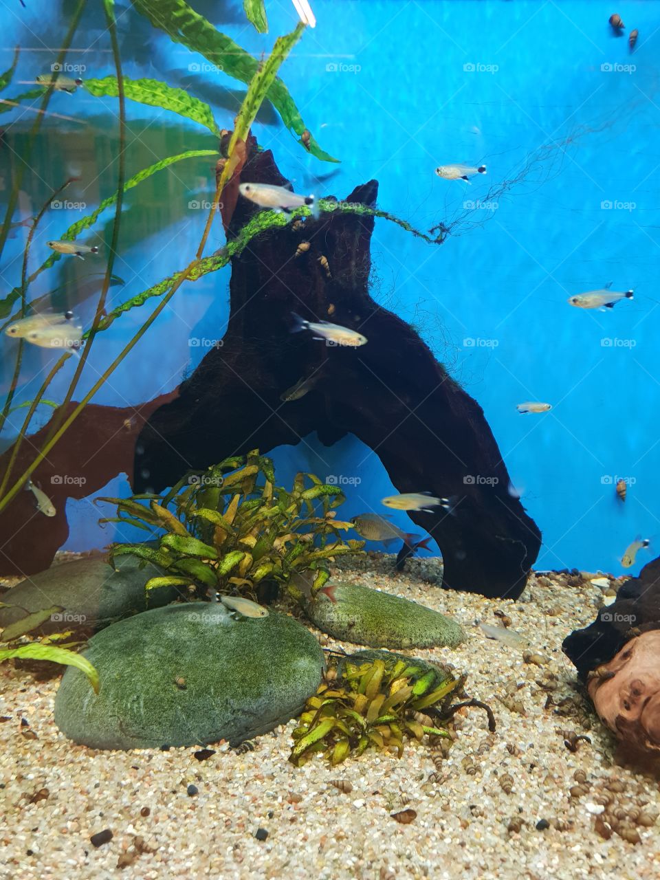 weil ich es einfach mag