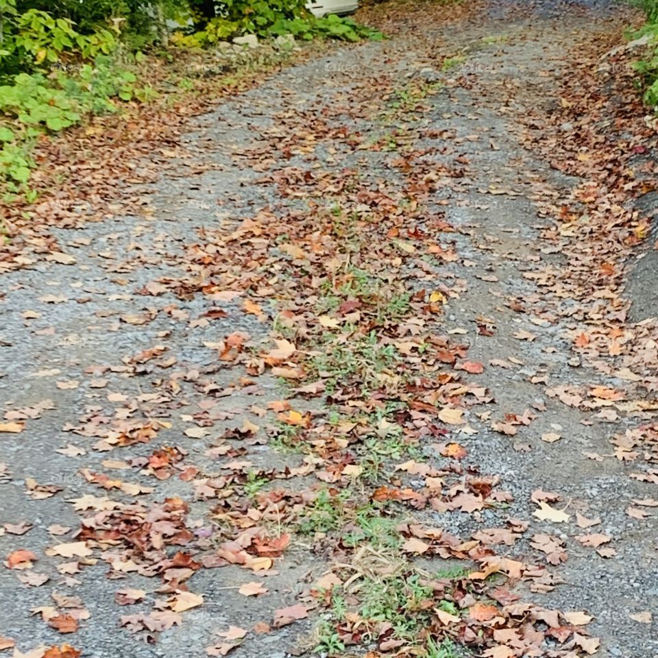 Autumn rainy day 🍂