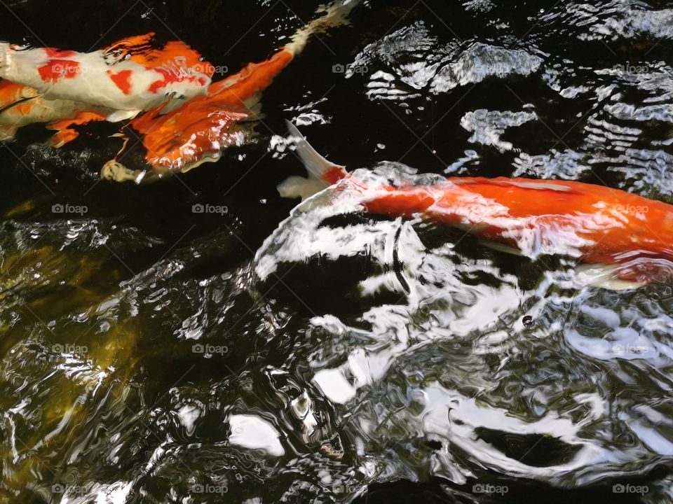 Fancy​ carp​ koi fish​