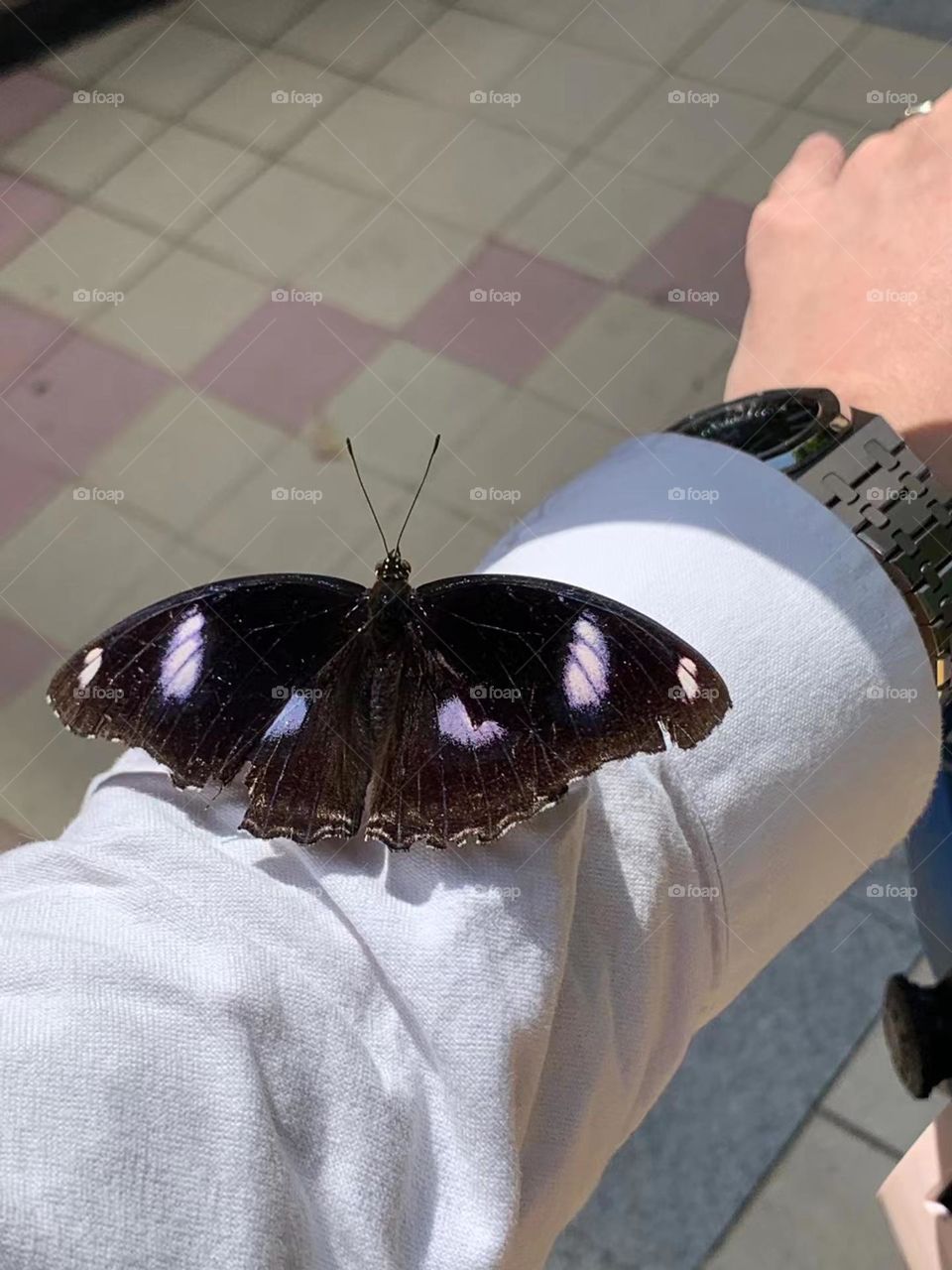 Butterfly