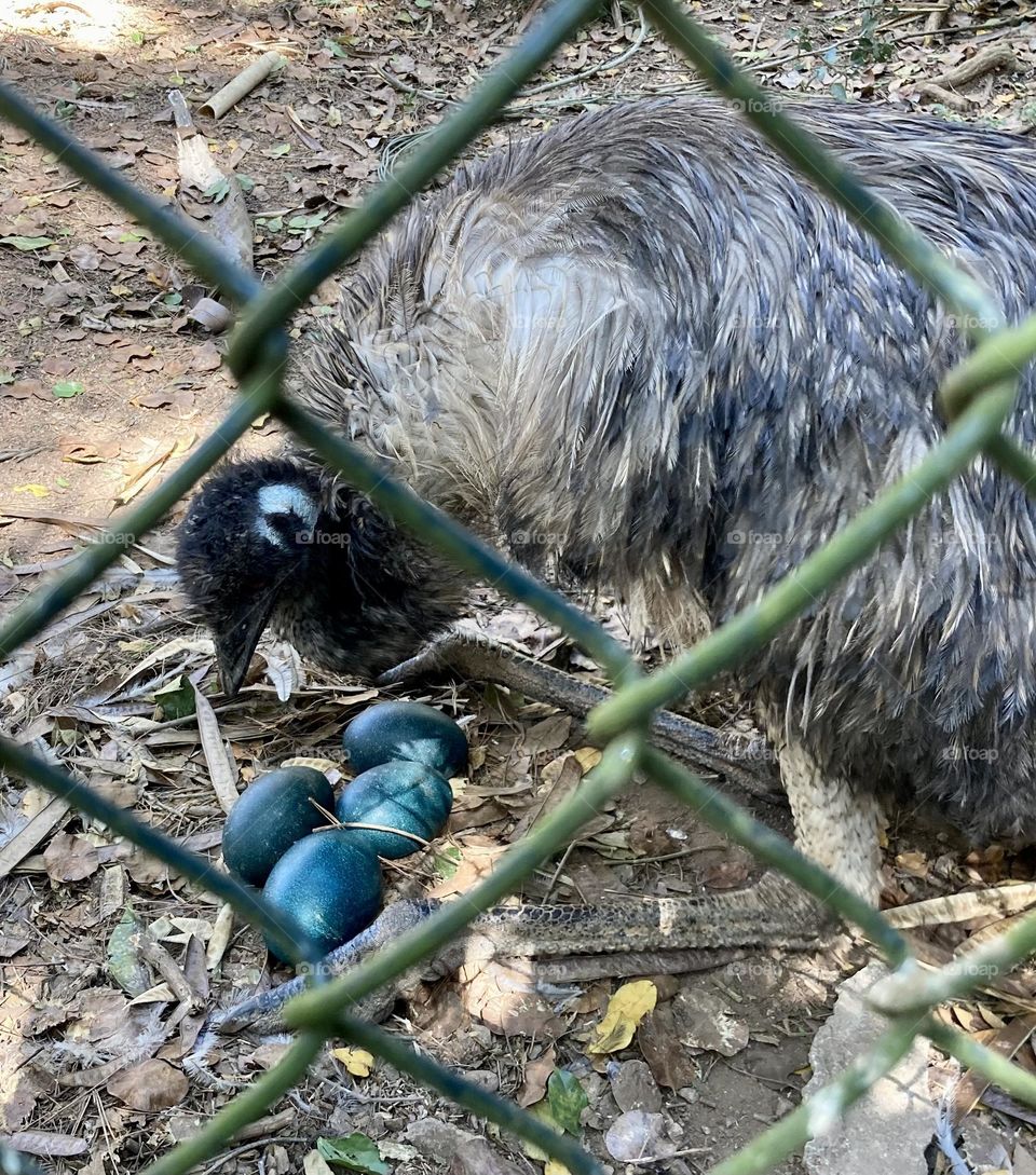 An EMU, an exotic animal / bird we met at the Zoo (note the blue eggs, which are hatched by the male). / Um EMU, um animal / ave exótico que conhecemos no Zoológico (repare nos ovos azuis, que são chocados pelo macho).