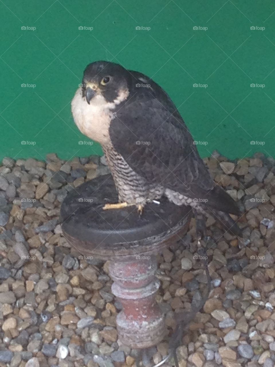 Falcon on a perch