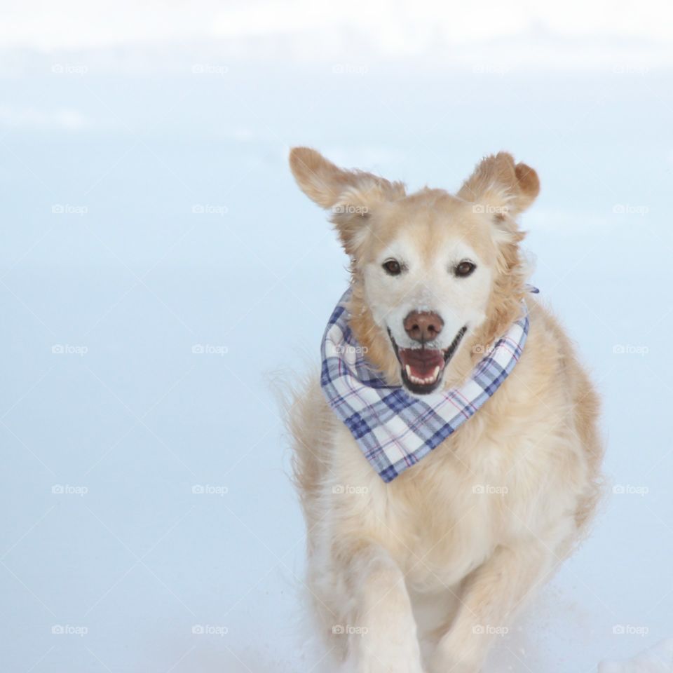 Kaci our golden retriever enjoying a run in the snow, wearing her beautiful blue flannel bandana