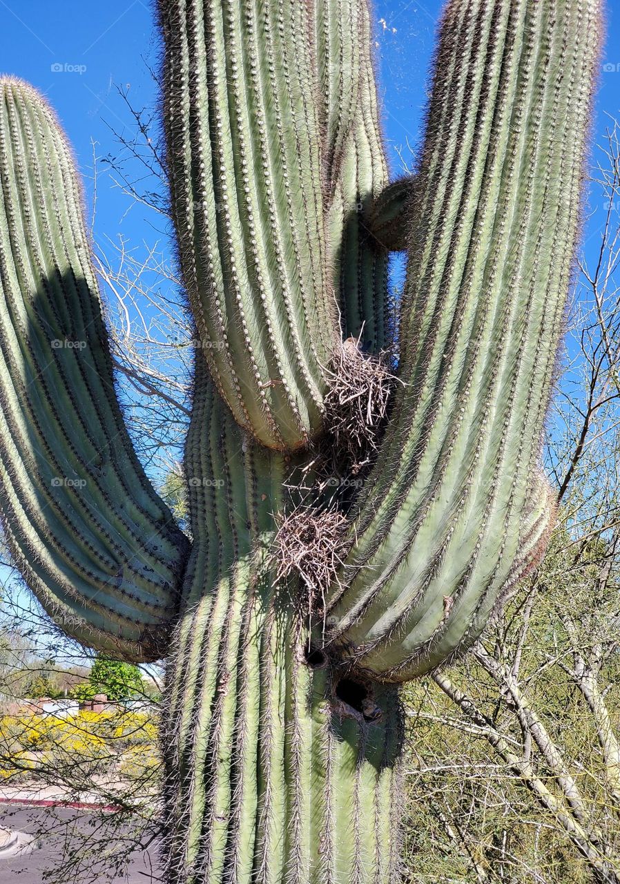 Bird Nests on a Saguaro Cactus