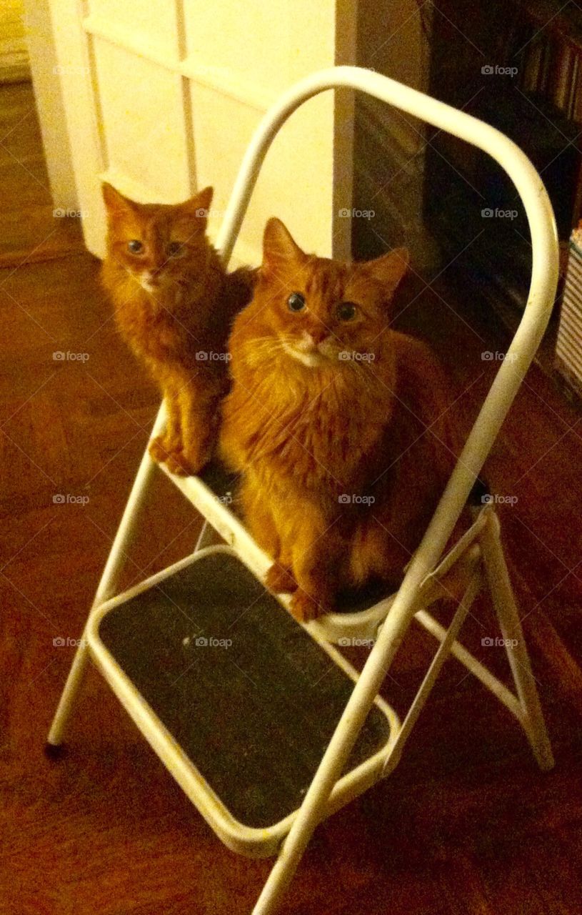 Two of a kind. A pair of Somali cats watch from a stepstool