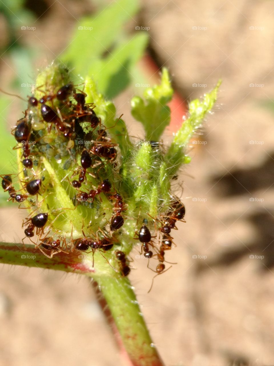 ants eating aphids on okra plant