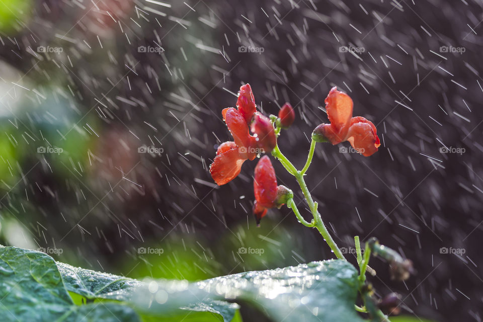 Portrait of a summer plant under the rain