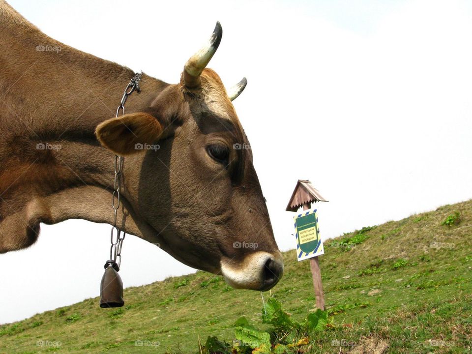 Cow