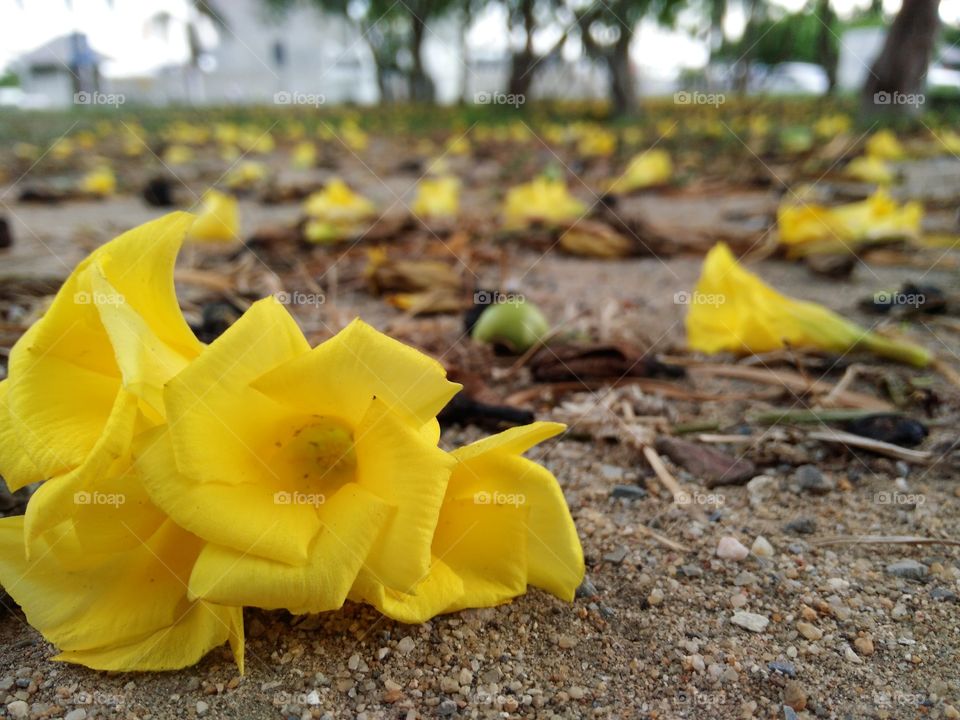 yellow flower. yellow flower in park