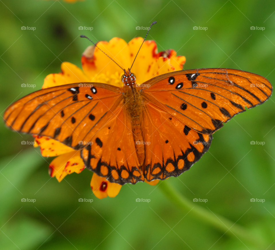 nature flower black orange by lightanddrawing