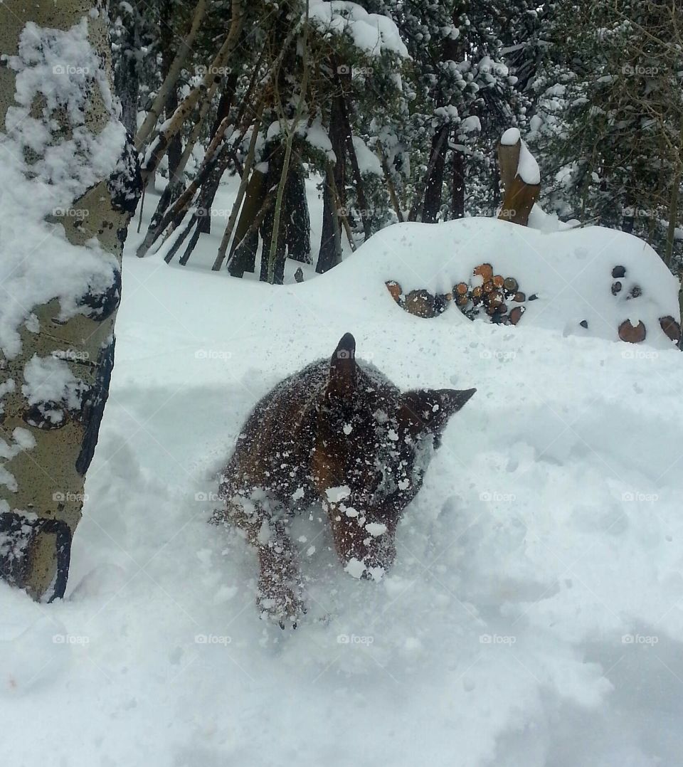 Romping in the Snow