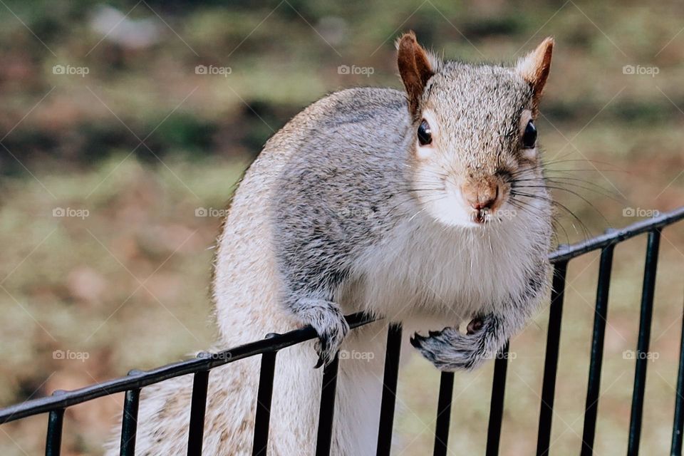 Squirrel close up