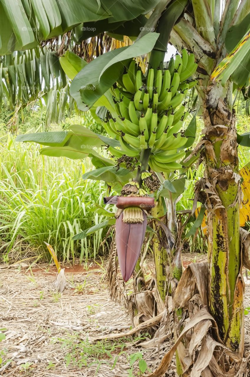Banana Bunch On Tree