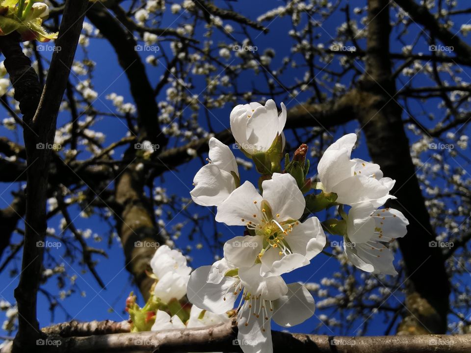 Apple tree blosso