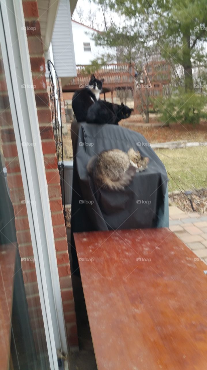 what's for dinner?. feral cats napping on grill.