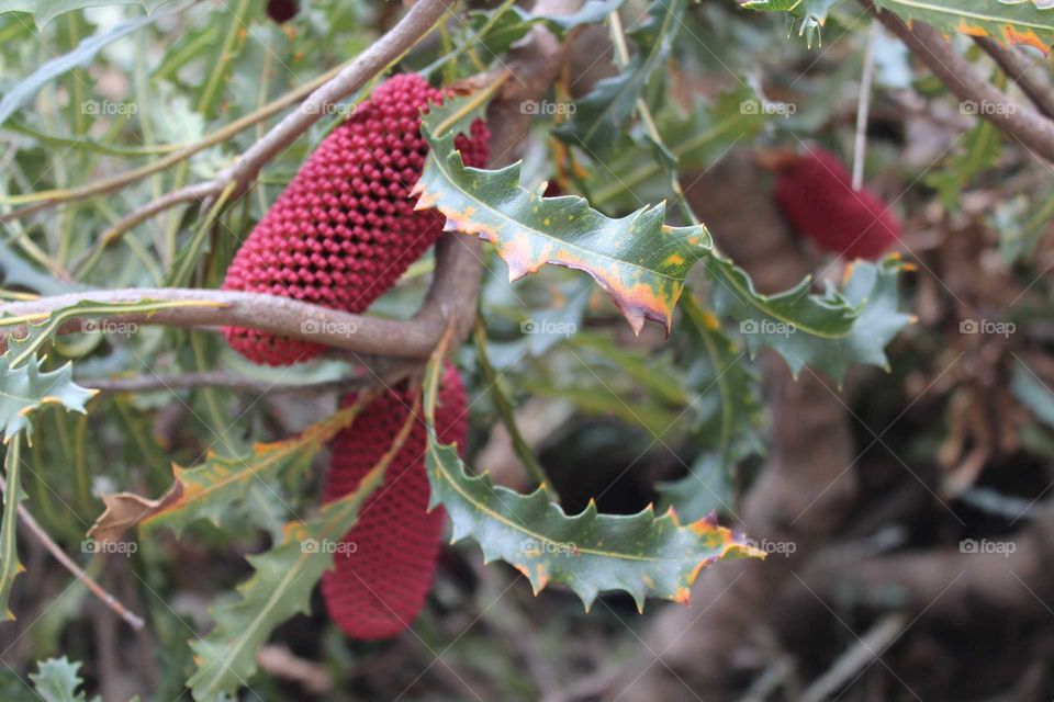 Australian Native flower