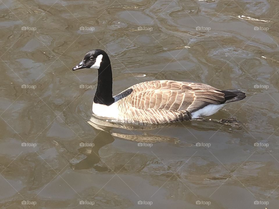 geese Eating bread 