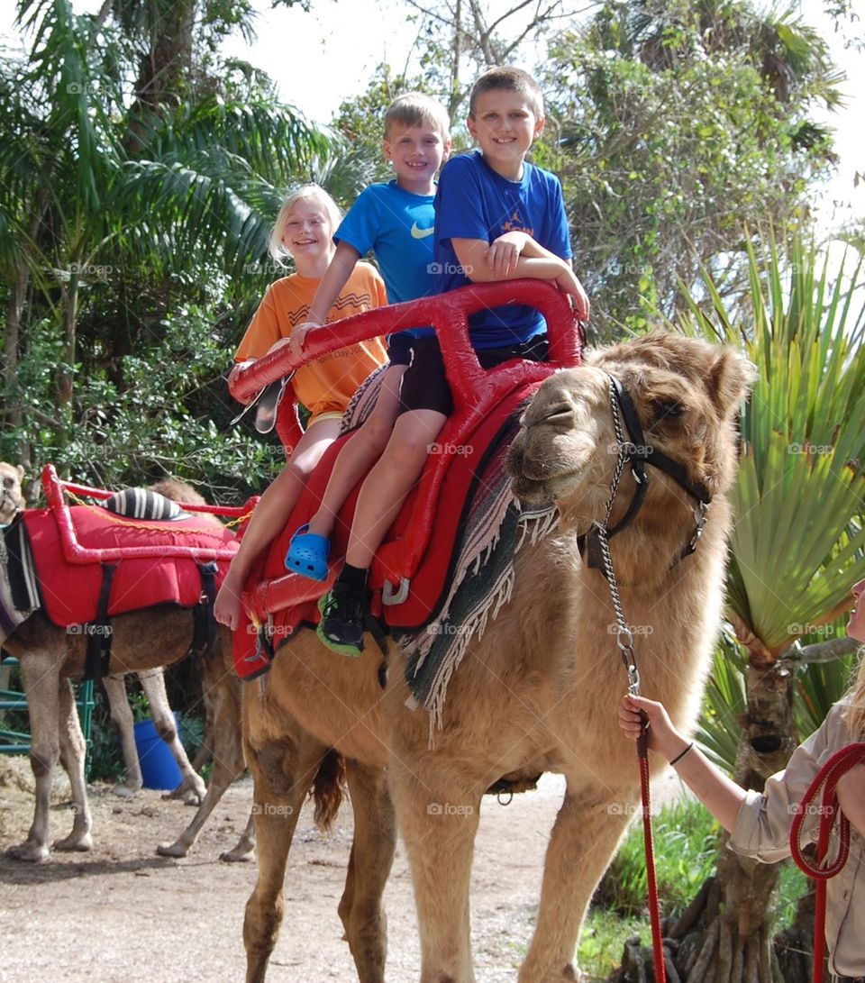 Camel ride