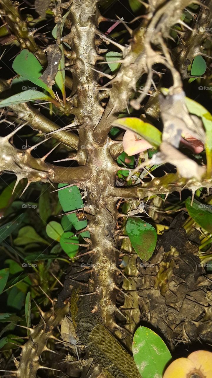 prickly stem flower

pricly
prekly stem flower