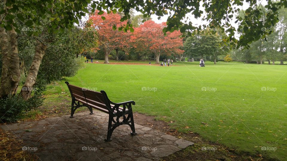 Tree, Grass, Park bench, Leaf, Autumn