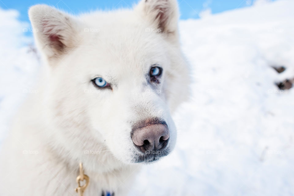 Close-up of white husky