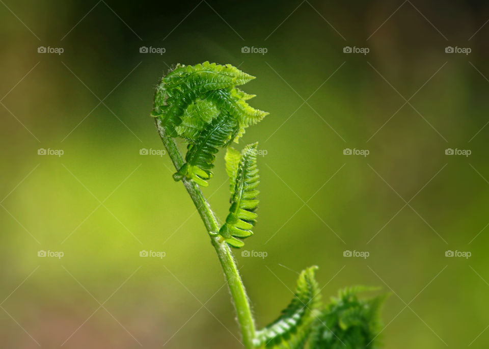 Fern. Fiddle Head Fern