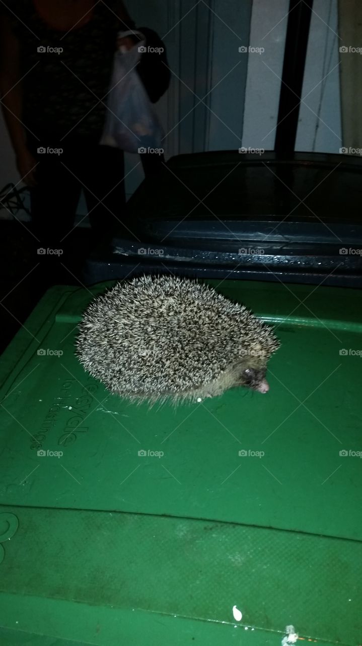 No Person, People, Mammal, Animal, Wildlife