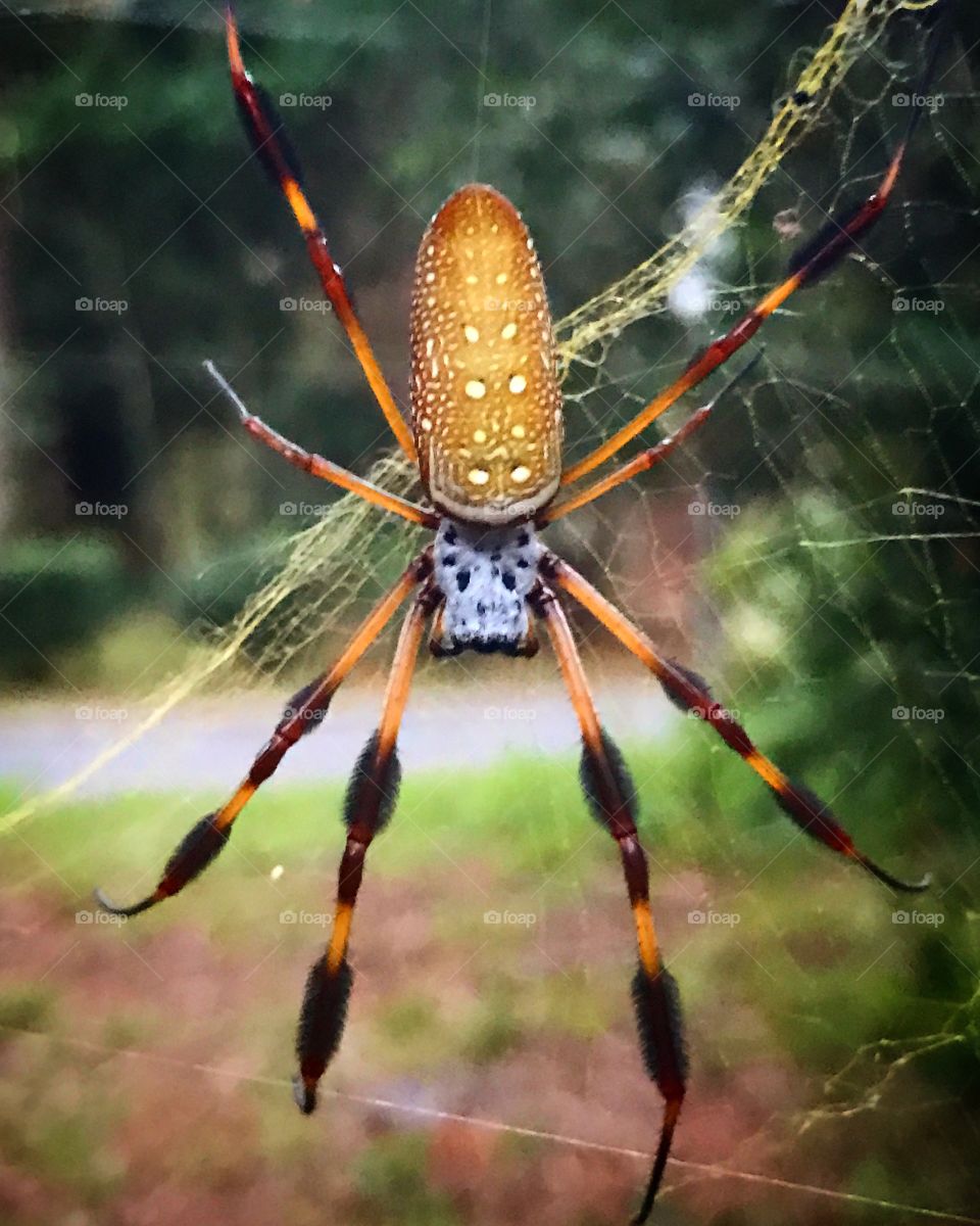 Spider in Florida