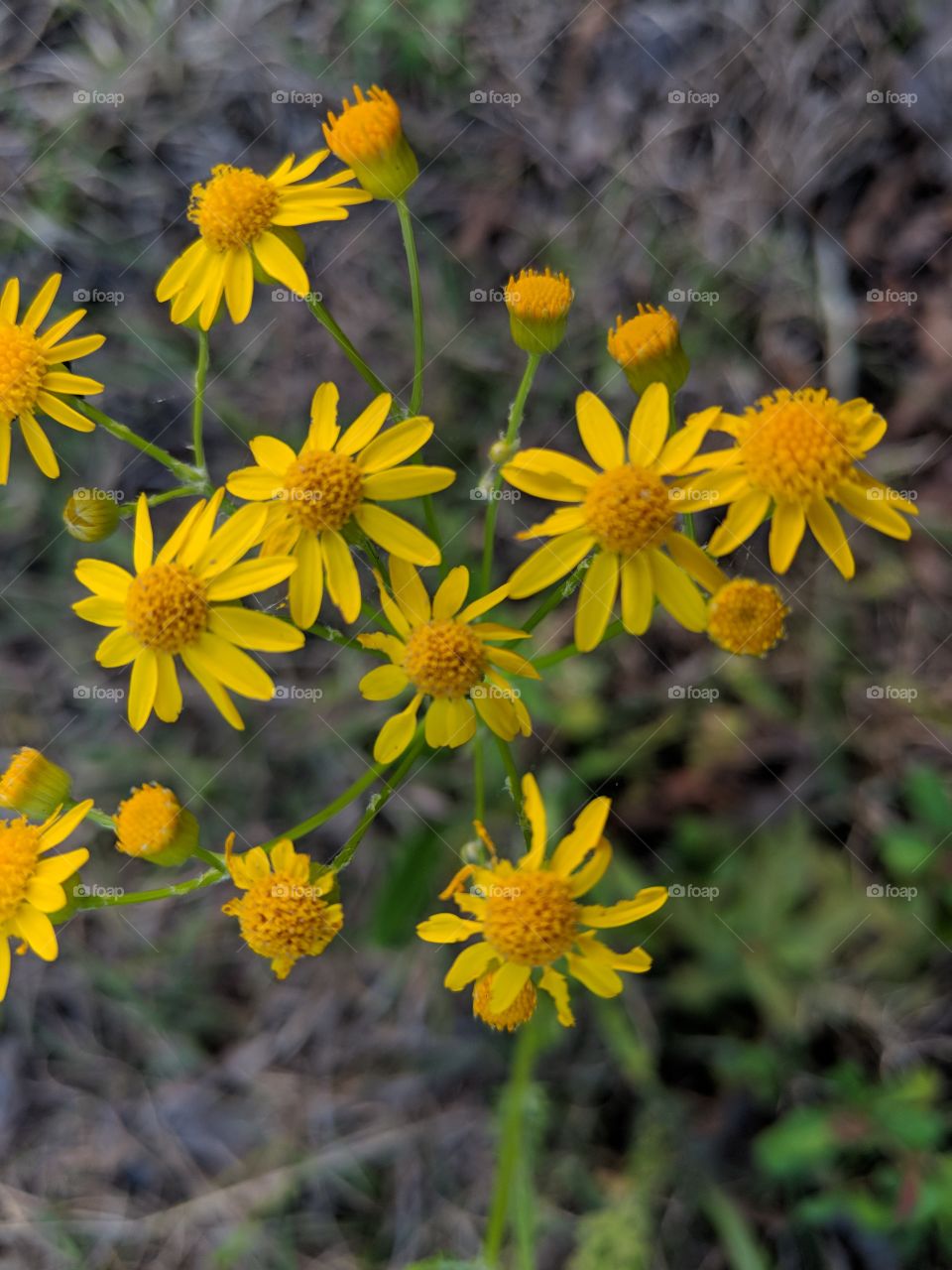 look at the yellow flowers