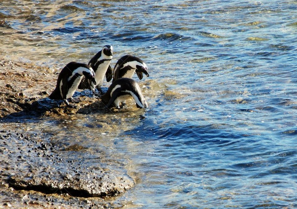 Penguins ready for a swim. Boulder's Beach, South Africa