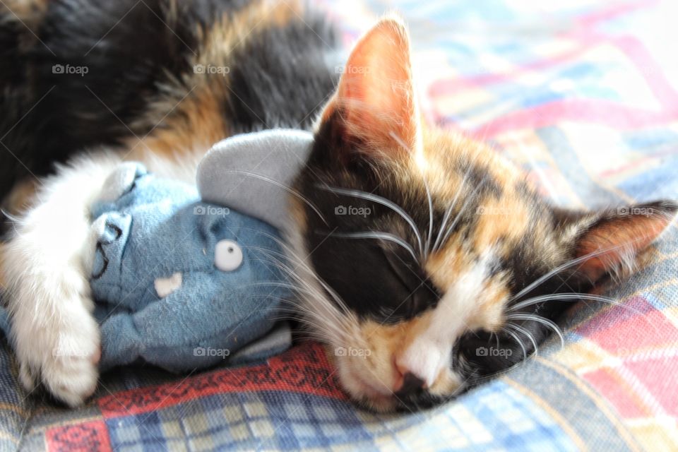 the sleeping kitty with her little toy.