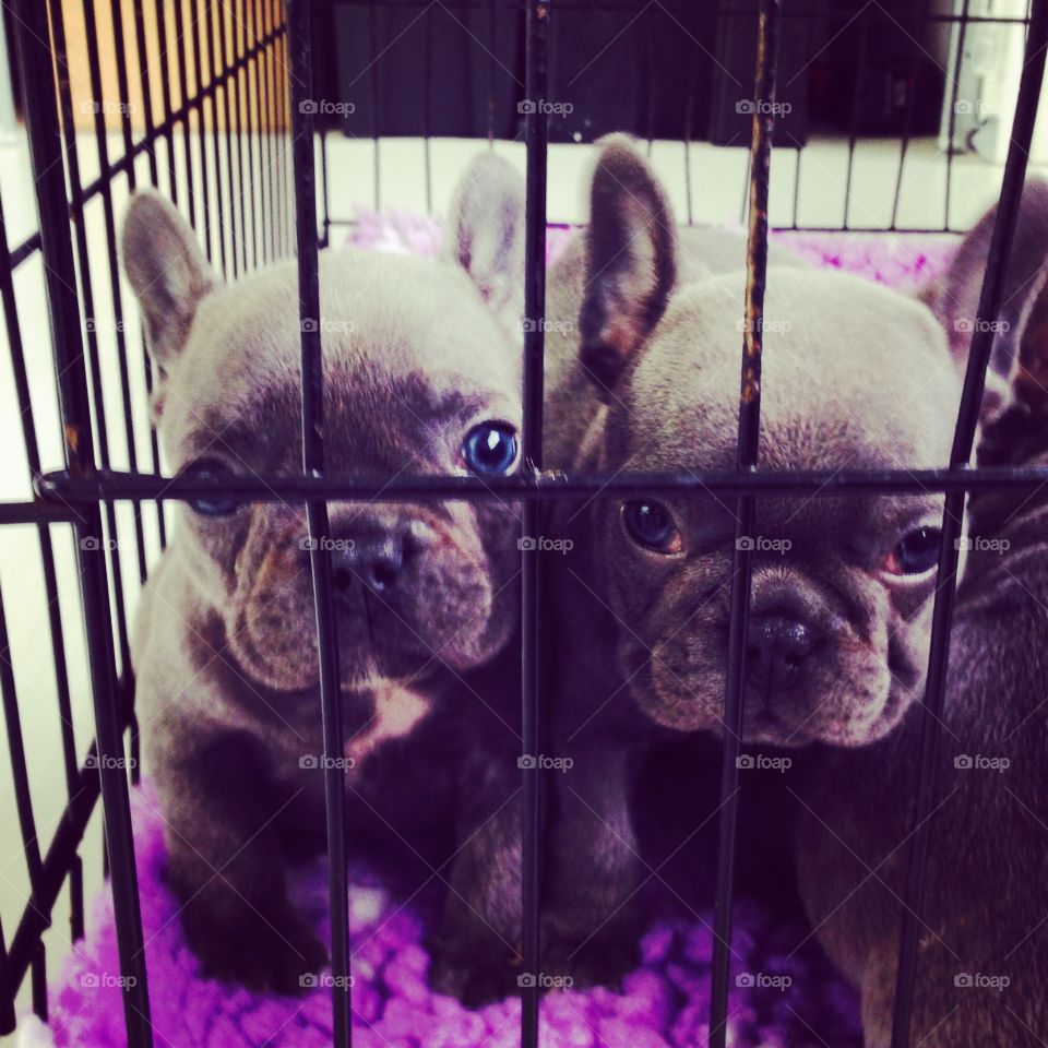 Silver purple puppies