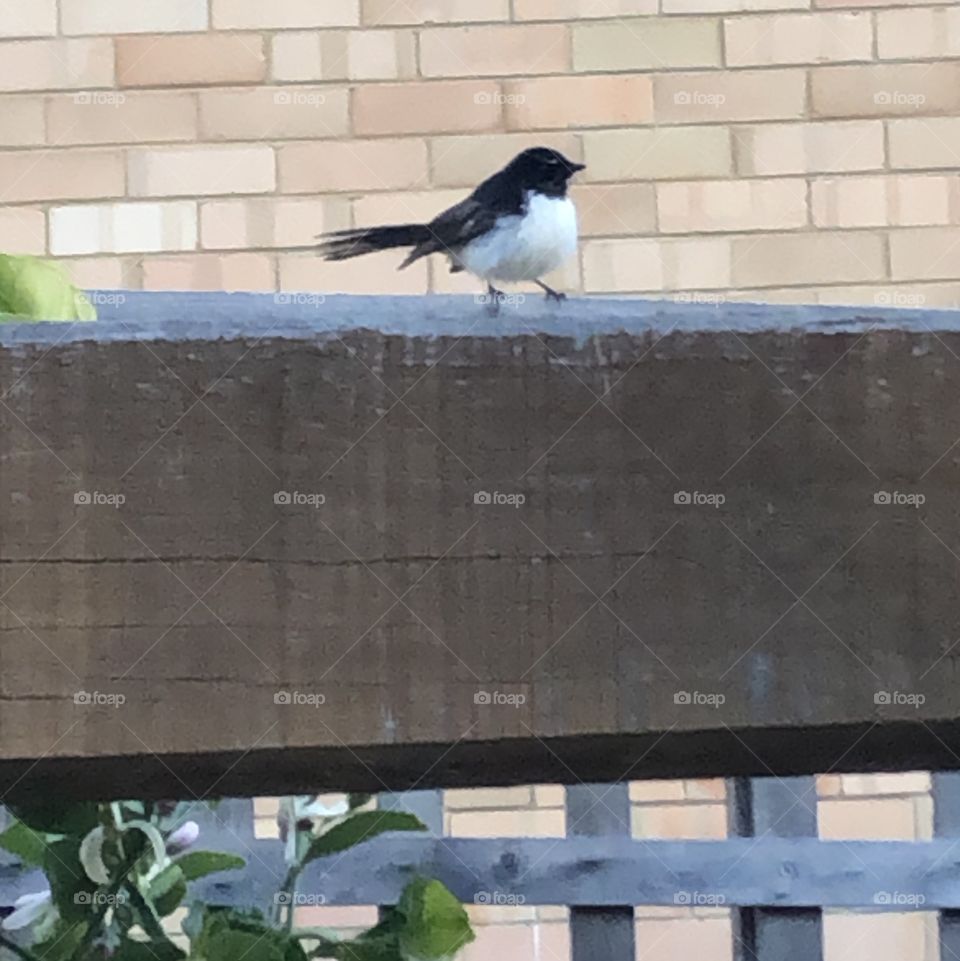 A black and white bird on the wood fence. 