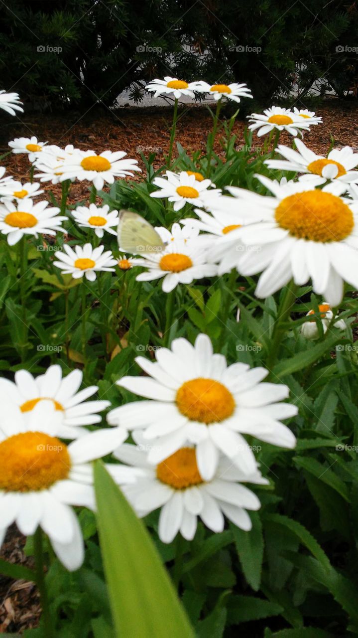 butterfly hiding on chamomile