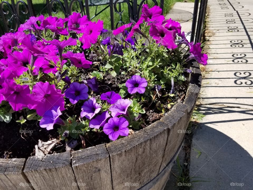 Petunia Patterns