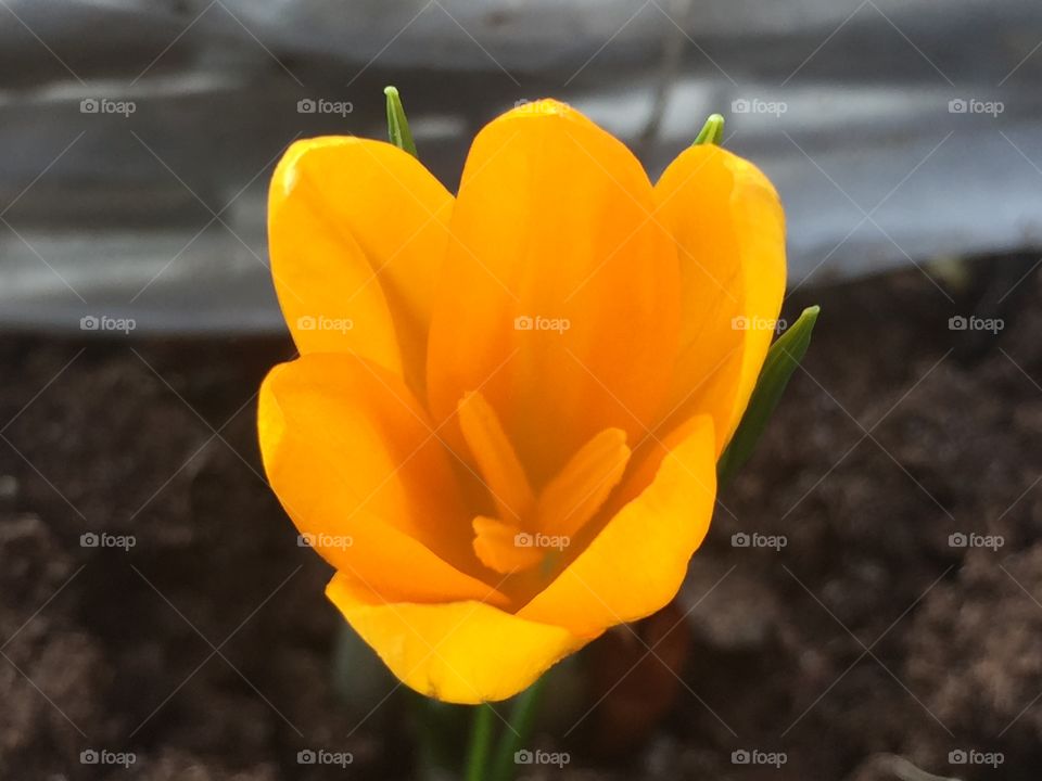 Crocus flower. 