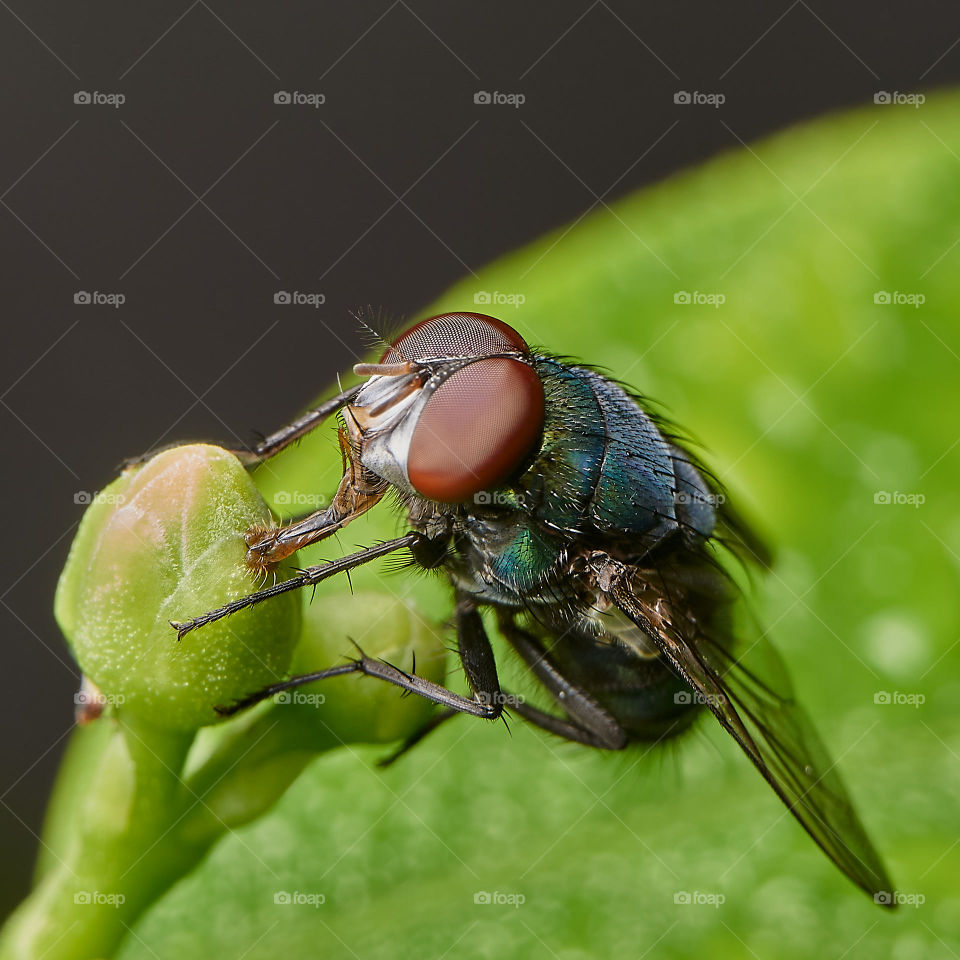 macro view of flies on plants